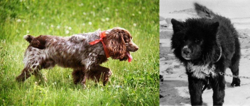 Sakhalin Husky vs Russian Spaniel - Breed Comparison