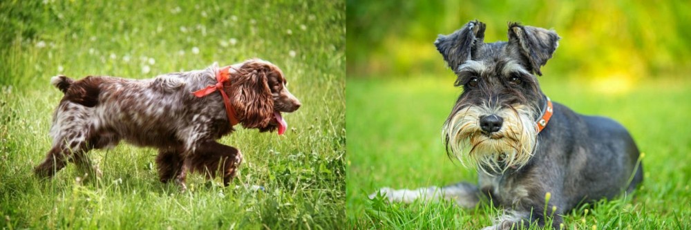 Schnauzer vs Russian Spaniel - Breed Comparison
