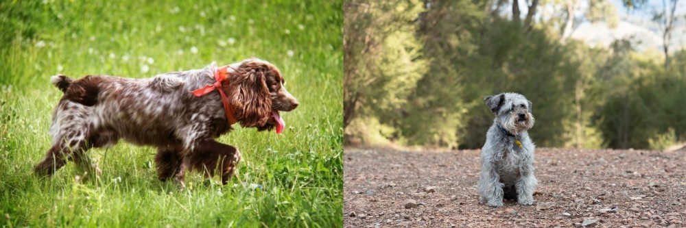 Schnoodle vs Russian Spaniel - Breed Comparison