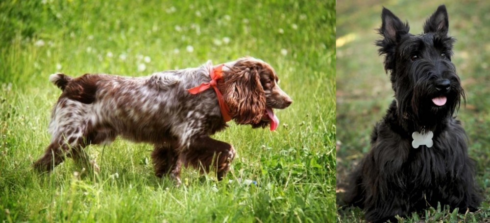 Scoland Terrier vs Russian Spaniel - Breed Comparison