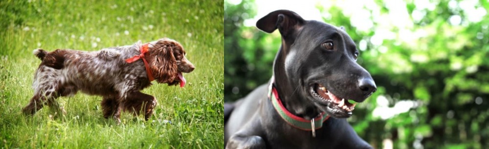 Shepard Labrador vs Russian Spaniel - Breed Comparison