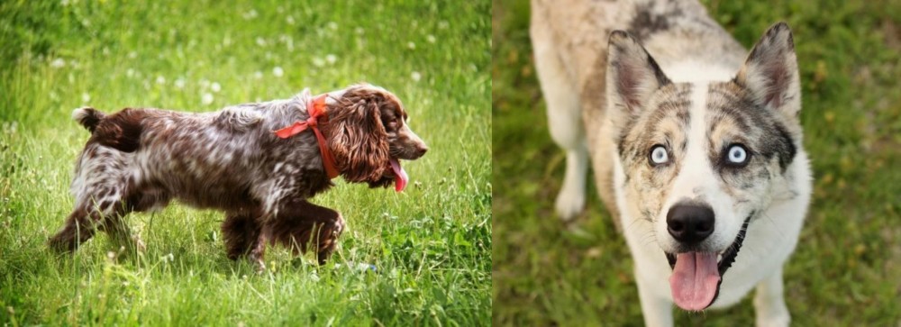 Shepherd Husky vs Russian Spaniel - Breed Comparison