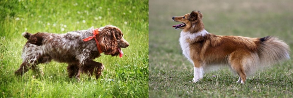 Shetland Sheepdog vs Russian Spaniel - Breed Comparison