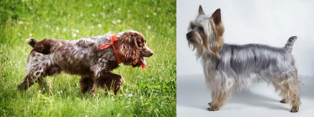 Silky Terrier vs Russian Spaniel - Breed Comparison