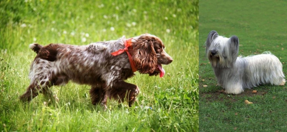 Skye Terrier vs Russian Spaniel - Breed Comparison