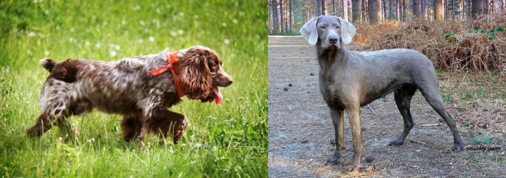 Slovensky Hrubosrsty Stavac vs Russian Spaniel - Breed Comparison