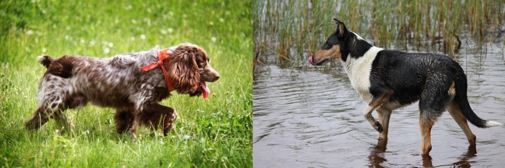 Smooth Collie vs Russian Spaniel - Breed Comparison