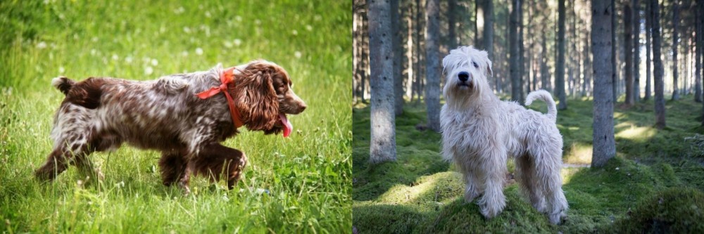 Soft-Coated Wheaten Terrier vs Russian Spaniel - Breed Comparison