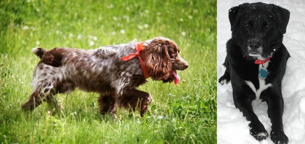 St. John's Water Dog vs Russian Spaniel - Breed Comparison