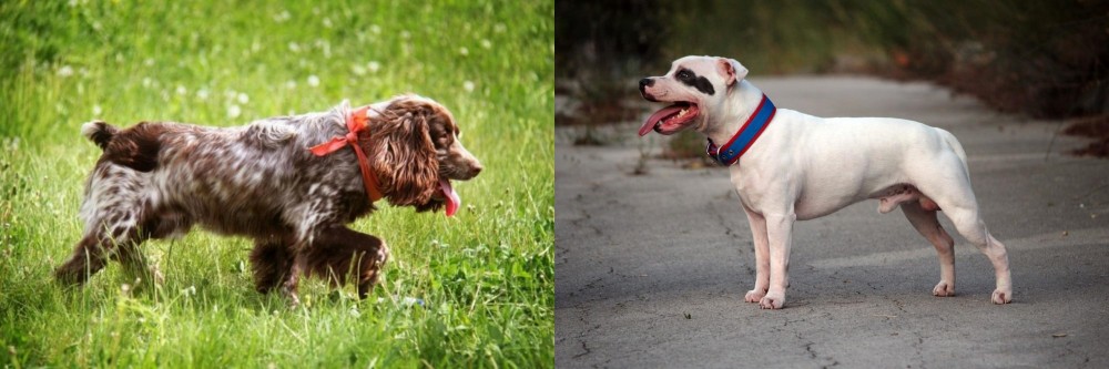 Staffordshire Bull Terrier vs Russian Spaniel - Breed Comparison