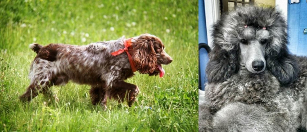 Standard Poodle vs Russian Spaniel - Breed Comparison