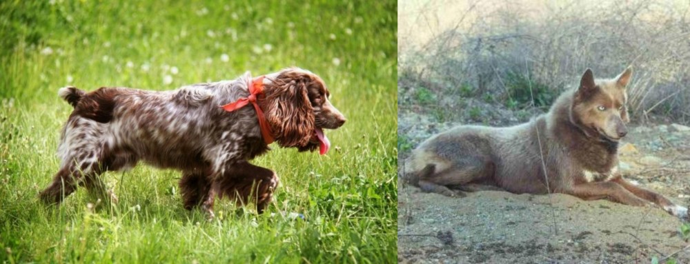 Tahltan Bear Dog vs Russian Spaniel - Breed Comparison