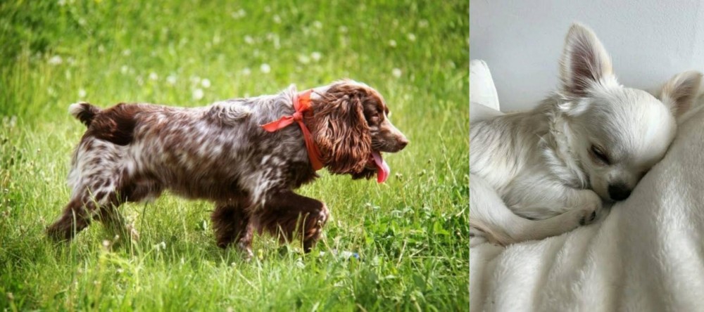 Tea Cup Chihuahua vs Russian Spaniel - Breed Comparison