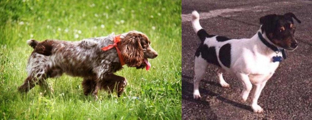 Teddy Roosevelt Terrier vs Russian Spaniel - Breed Comparison