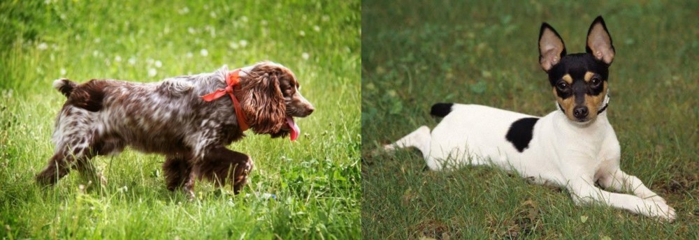 Toy Fox Terrier vs Russian Spaniel - Breed Comparison