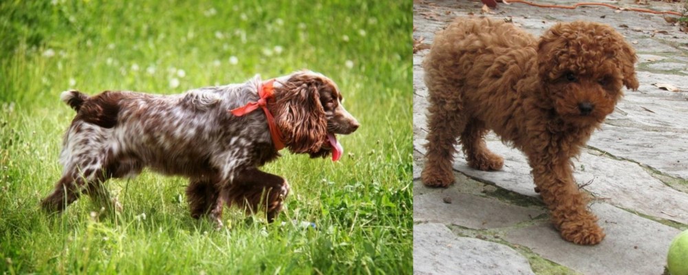 Toy Poodle vs Russian Spaniel - Breed Comparison