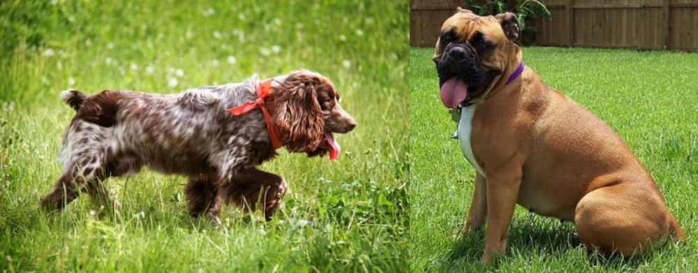 Valley Bulldog vs Russian Spaniel - Breed Comparison