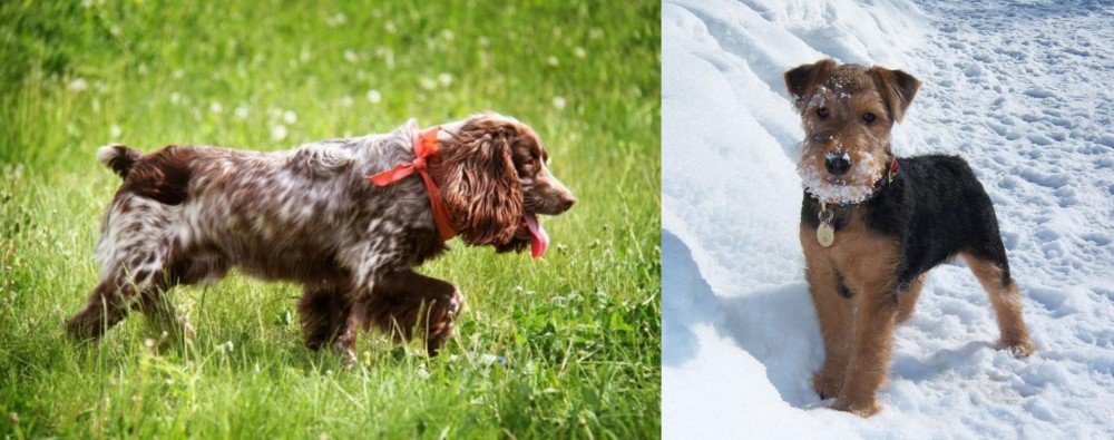 Welsh Terrier vs Russian Spaniel - Breed Comparison