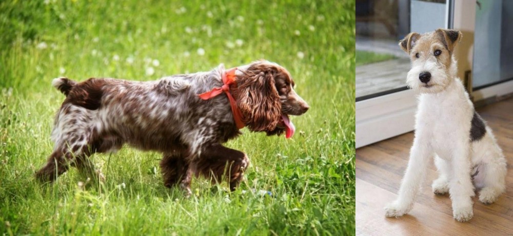 Wire Fox Terrier vs Russian Spaniel - Breed Comparison