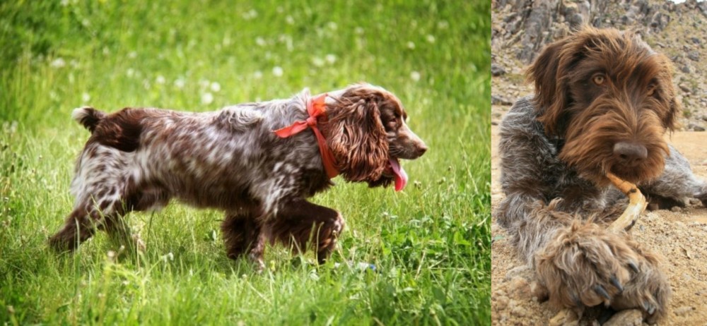 Wirehaired Pointing Griffon vs Russian Spaniel - Breed Comparison