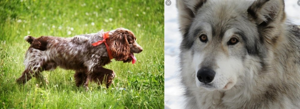 Wolfdog vs Russian Spaniel - Breed Comparison