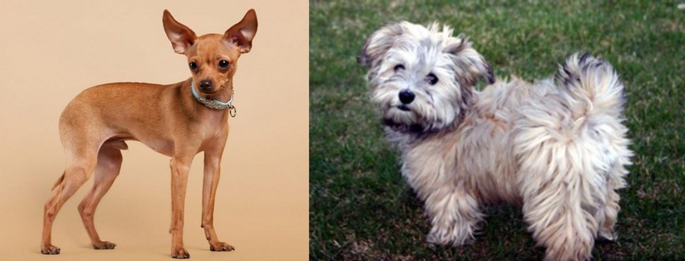 Havapoo vs Russian Toy Terrier - Breed Comparison