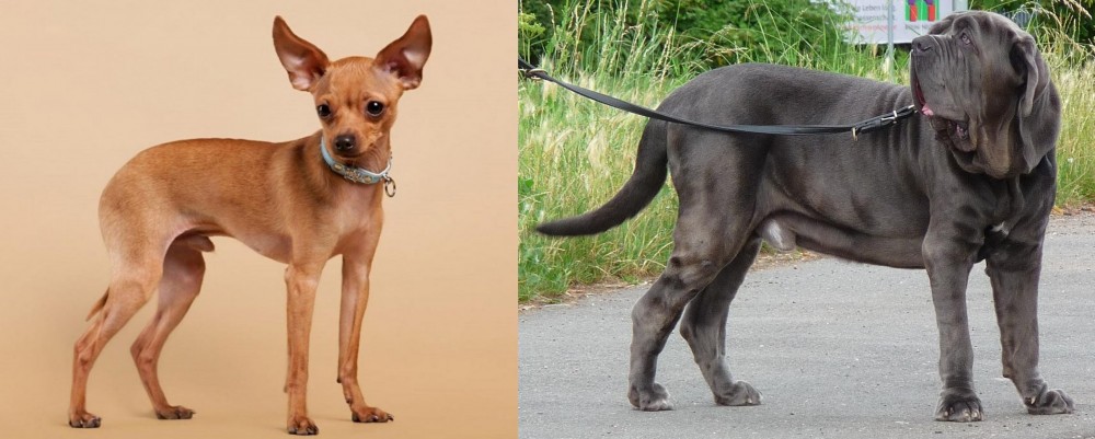 Neapolitan Mastiff vs Russian Toy Terrier - Breed Comparison