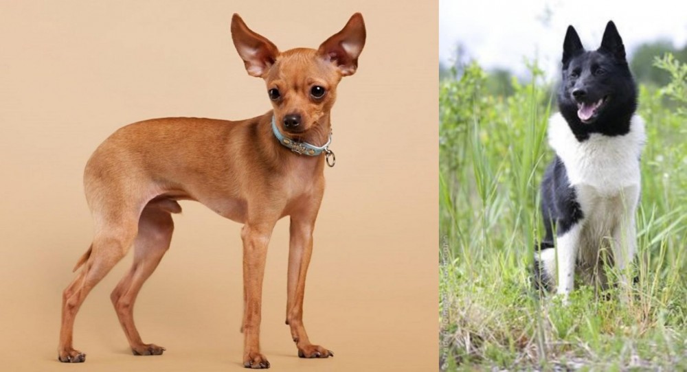 Russo-European Laika vs Russian Toy Terrier - Breed Comparison