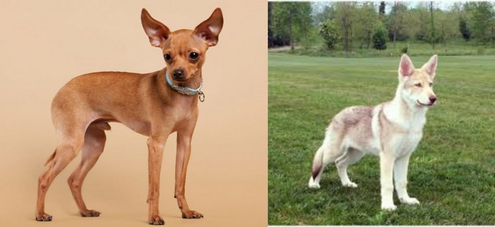 Saarlooswolfhond vs Russian Toy Terrier - Breed Comparison