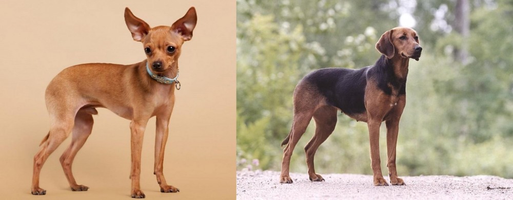 Schillerstovare vs Russian Toy Terrier - Breed Comparison
