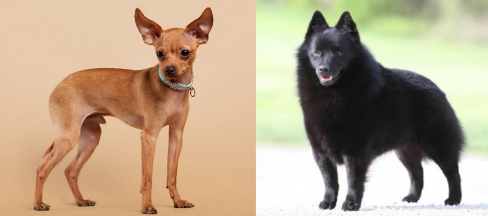 Schipperke vs Russian Toy Terrier - Breed Comparison
