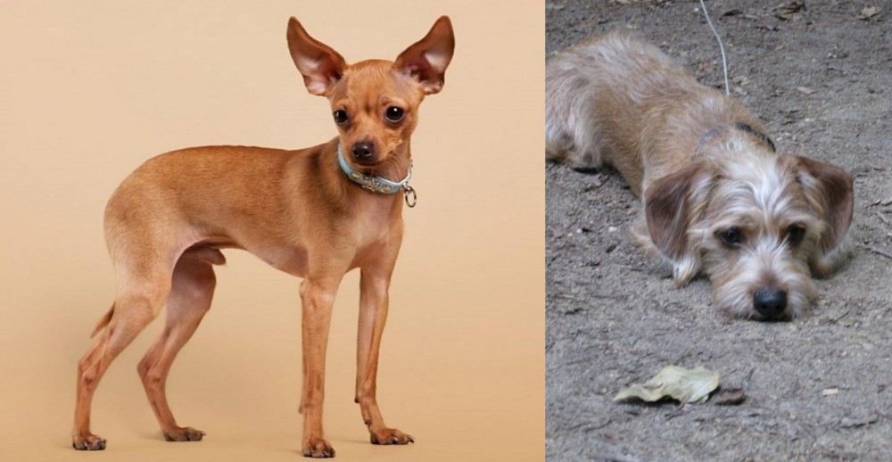 Schweenie vs Russian Toy Terrier - Breed Comparison