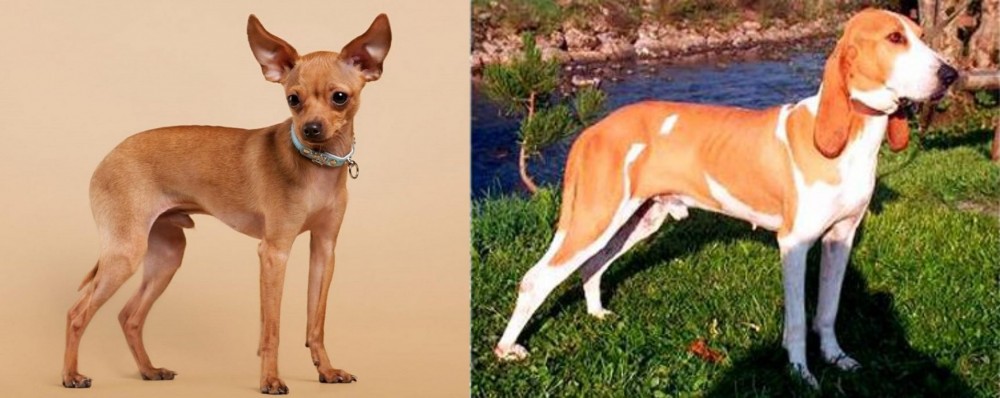 Schweizer Laufhund vs Russian Toy Terrier - Breed Comparison