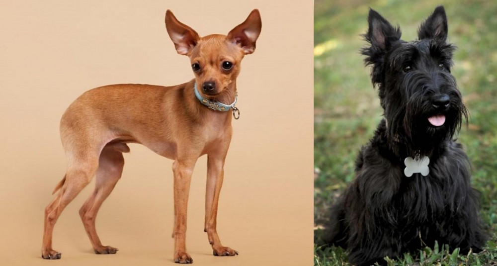 Scoland Terrier vs Russian Toy Terrier - Breed Comparison