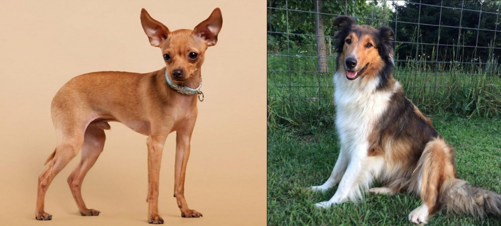 Scotch Collie vs Russian Toy Terrier - Breed Comparison