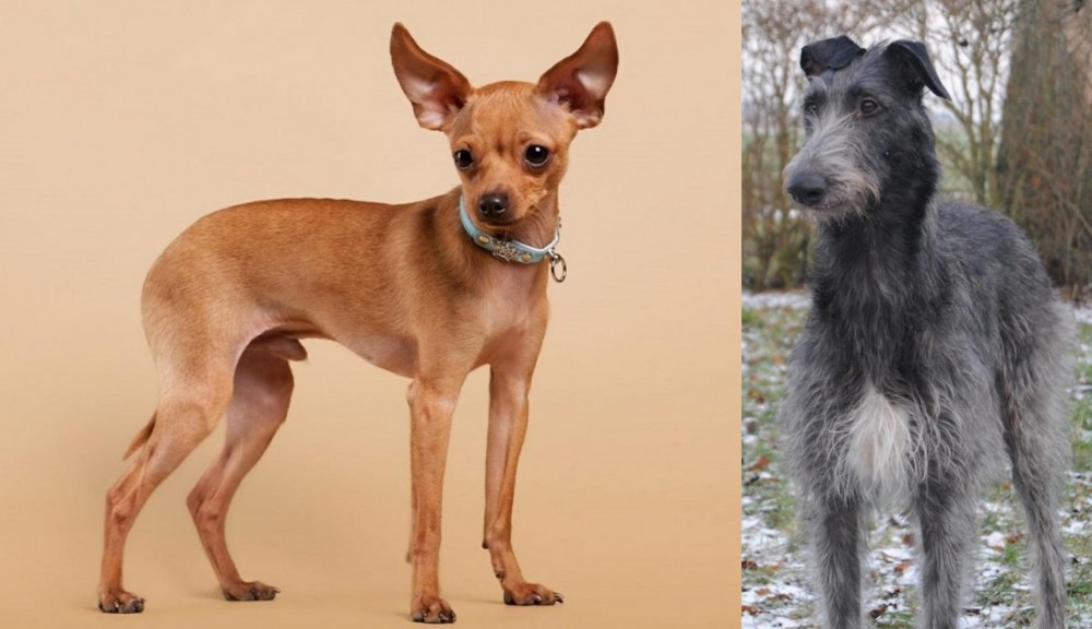 Scottish Deerhound vs Russian Toy Terrier - Breed Comparison