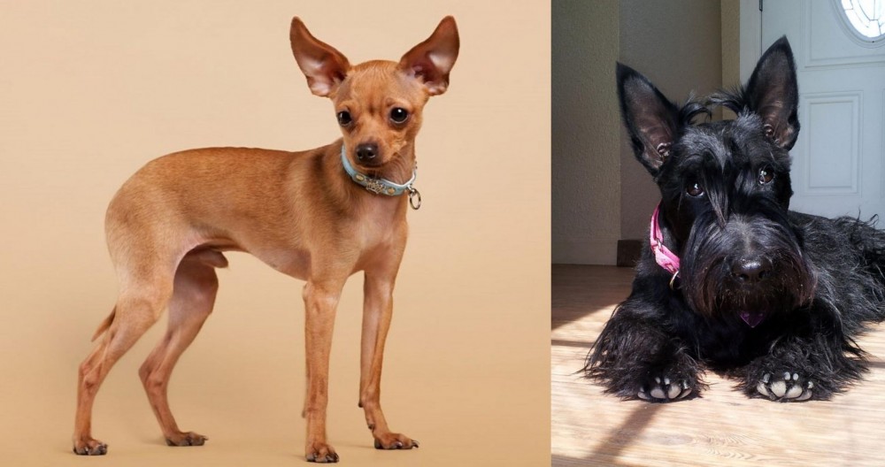 Scottish Terrier vs Russian Toy Terrier - Breed Comparison