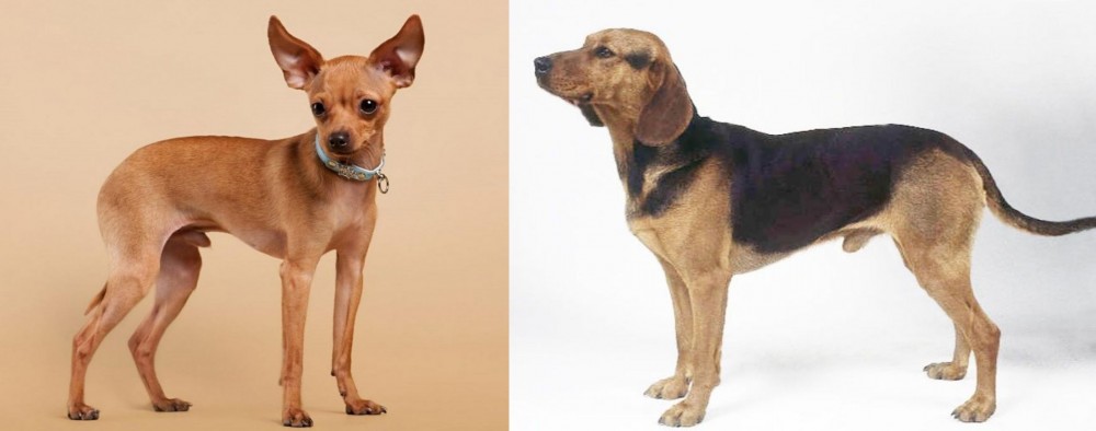 Serbian Hound vs Russian Toy Terrier - Breed Comparison