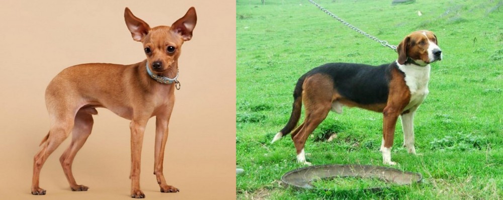 Serbian Tricolour Hound vs Russian Toy Terrier - Breed Comparison