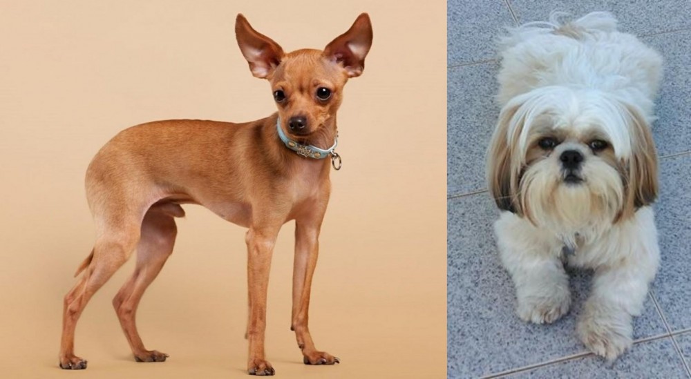 Shih Tzu vs Russian Toy Terrier - Breed Comparison