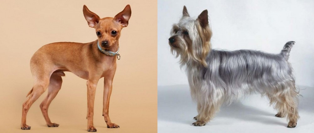 Silky Terrier vs Russian Toy Terrier - Breed Comparison