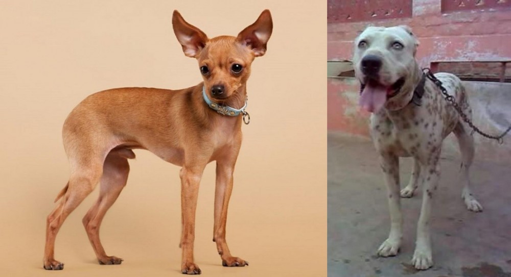 Sindh Mastiff vs Russian Toy Terrier - Breed Comparison