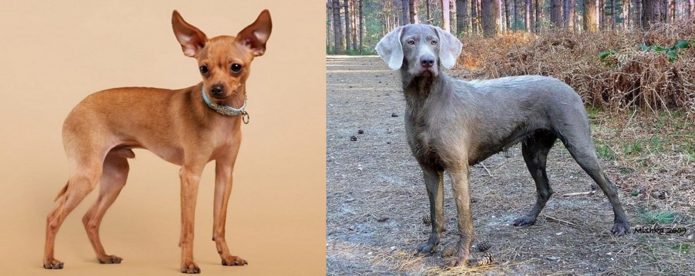 Slovensky Hrubosrsty Stavac vs Russian Toy Terrier - Breed Comparison