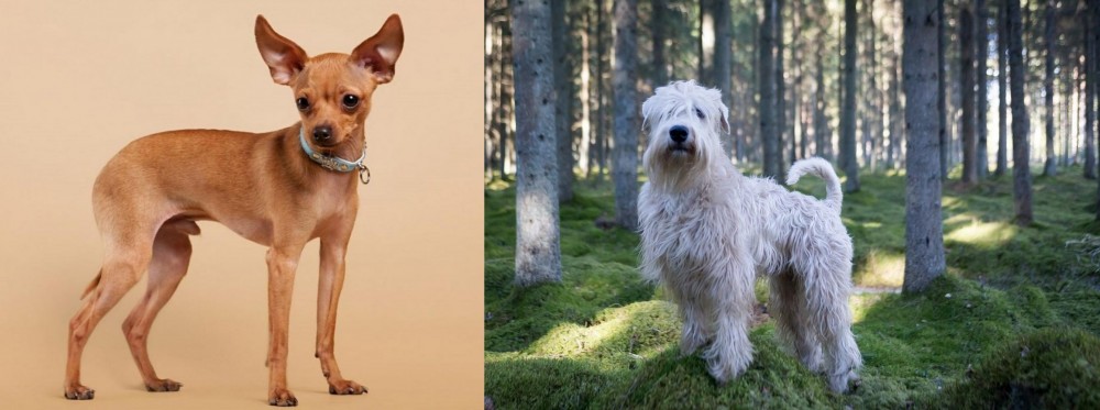 Soft-Coated Wheaten Terrier vs Russian Toy Terrier - Breed Comparison