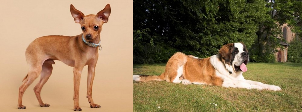 St. Bernard vs Russian Toy Terrier - Breed Comparison