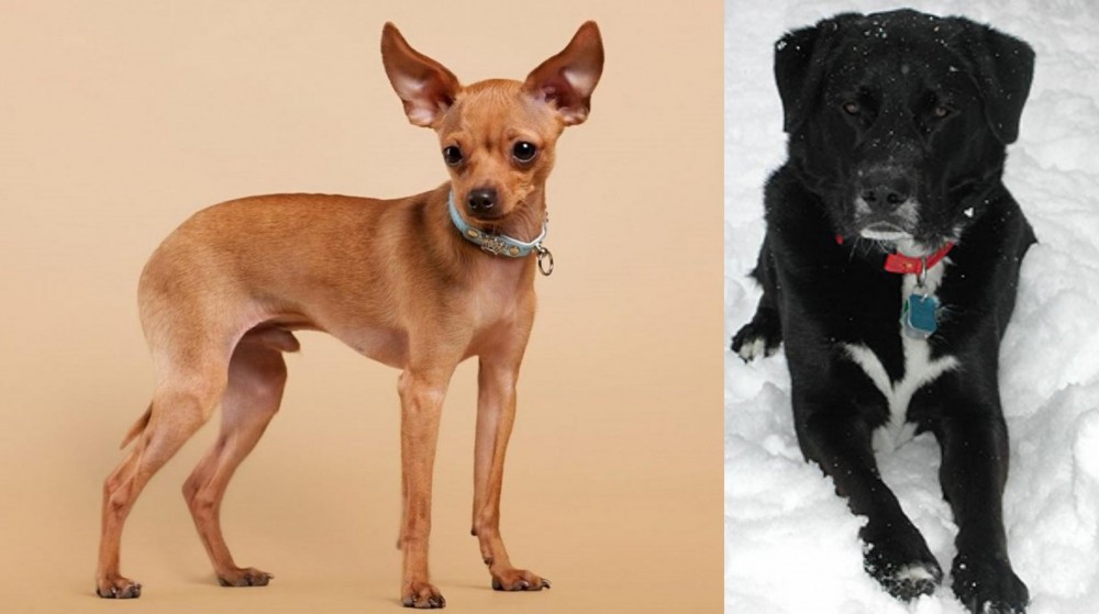 St. John's Water Dog vs Russian Toy Terrier - Breed Comparison