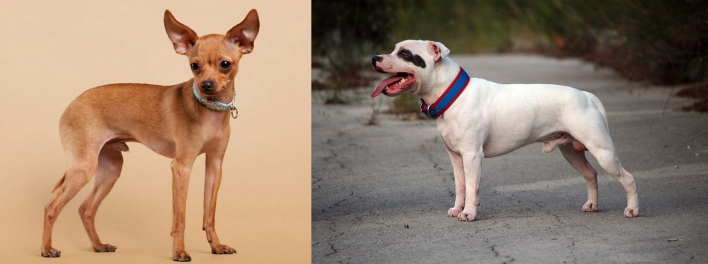 Staffordshire Bull Terrier vs Russian Toy Terrier - Breed Comparison