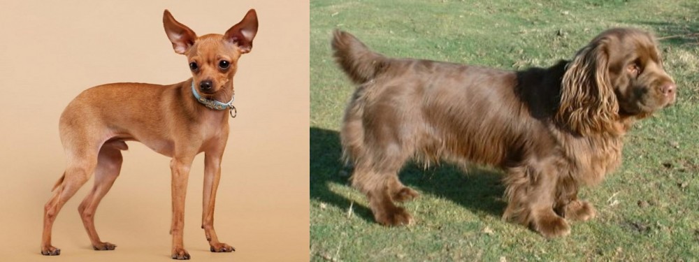 Sussex Spaniel vs Russian Toy Terrier - Breed Comparison
