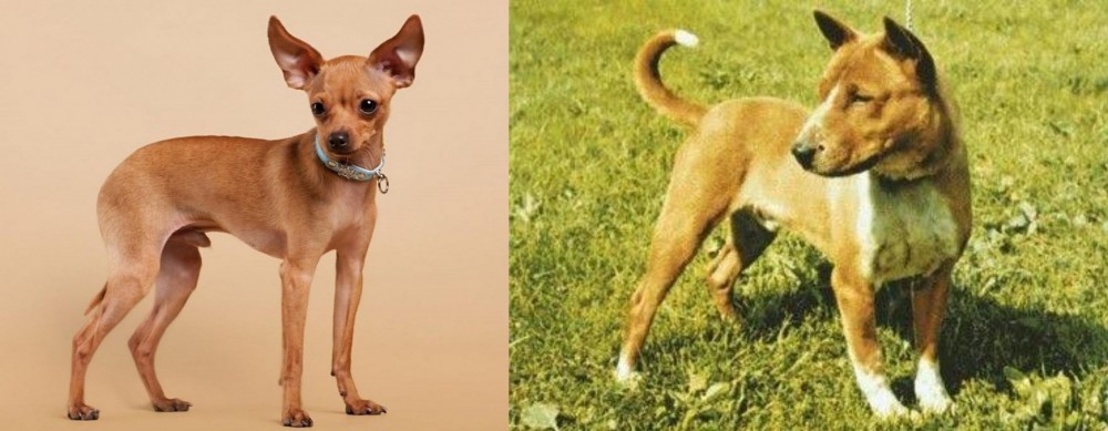 Telomian vs Russian Toy Terrier - Breed Comparison