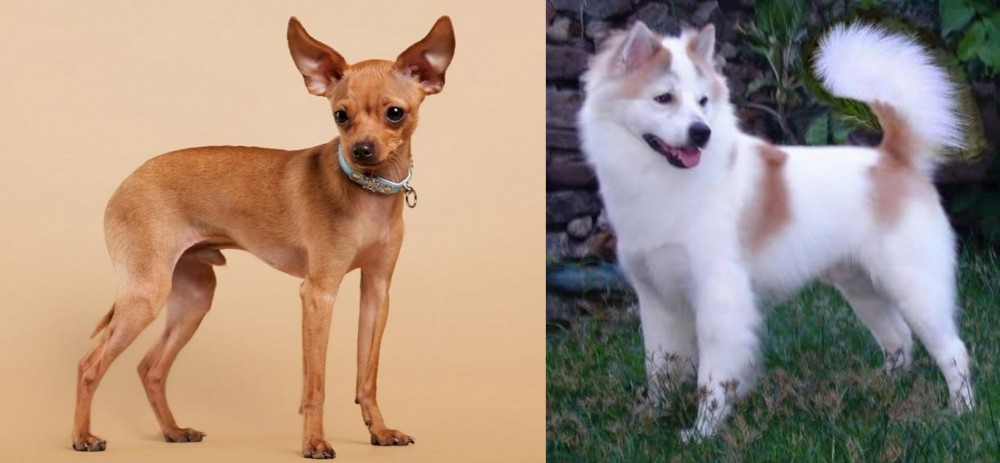 Thai Bangkaew vs Russian Toy Terrier - Breed Comparison